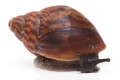 Achatina achatina (GB) juvenil